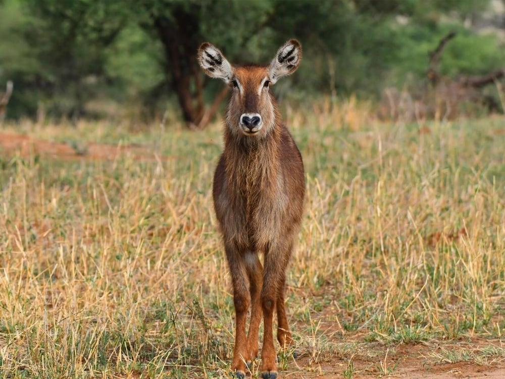 Hotel Serengeti Wildebeest Camp Exteriér fotografie