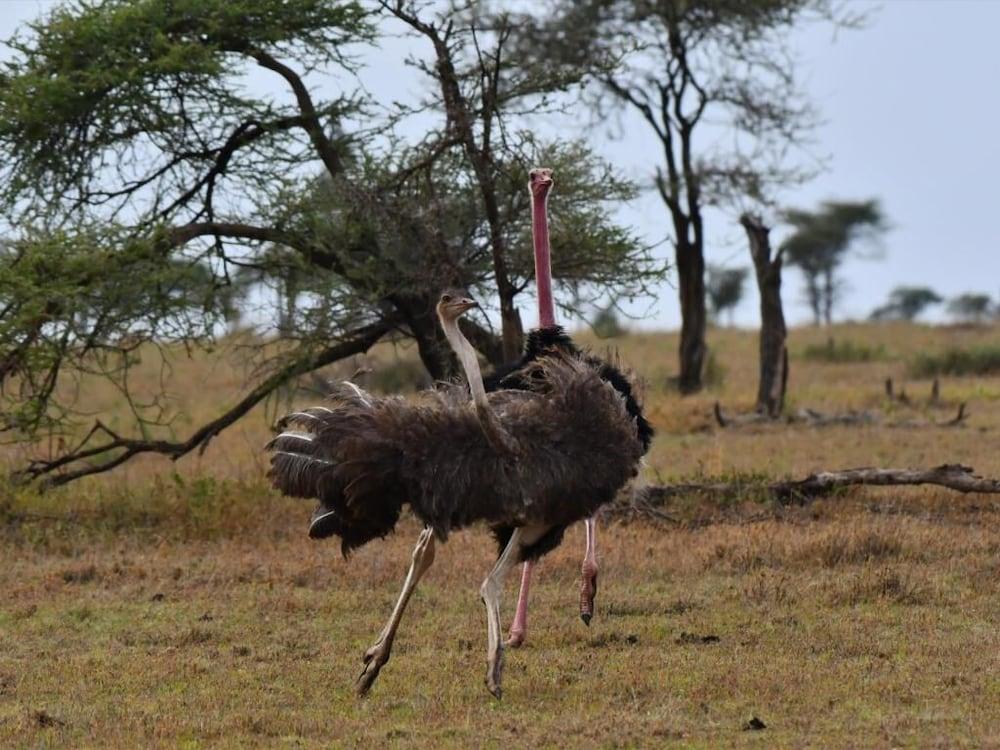 Hotel Serengeti Wildebeest Camp Exteriér fotografie