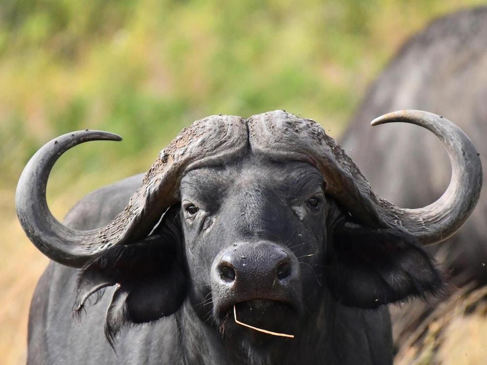 Hotel Serengeti Wildebeest Camp Exteriér fotografie